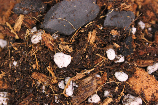 Premium Tree Fern Fiber Soil Mix