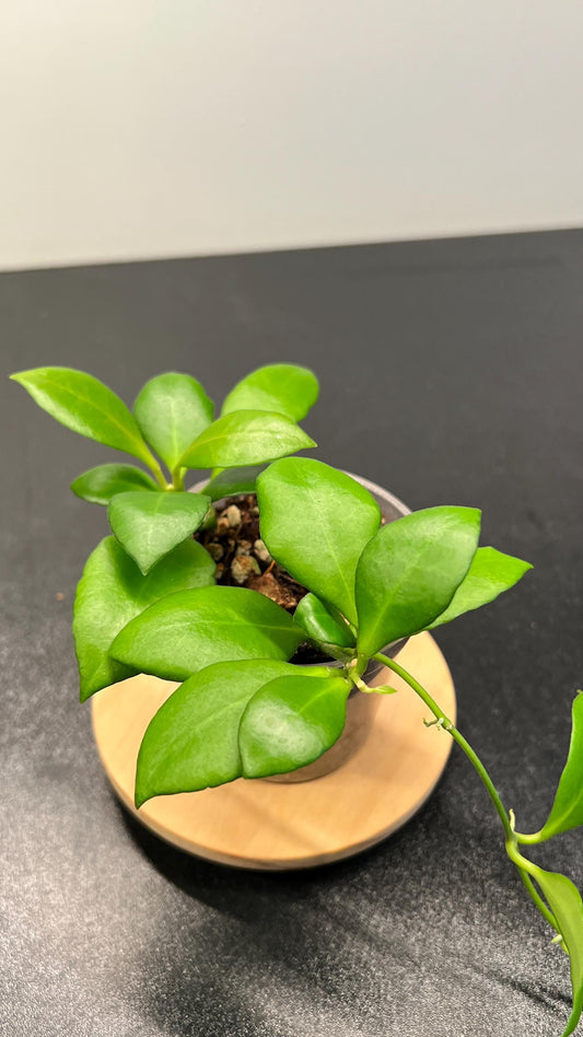 Hoya Heuschkeliana Pink Indoor Plant
