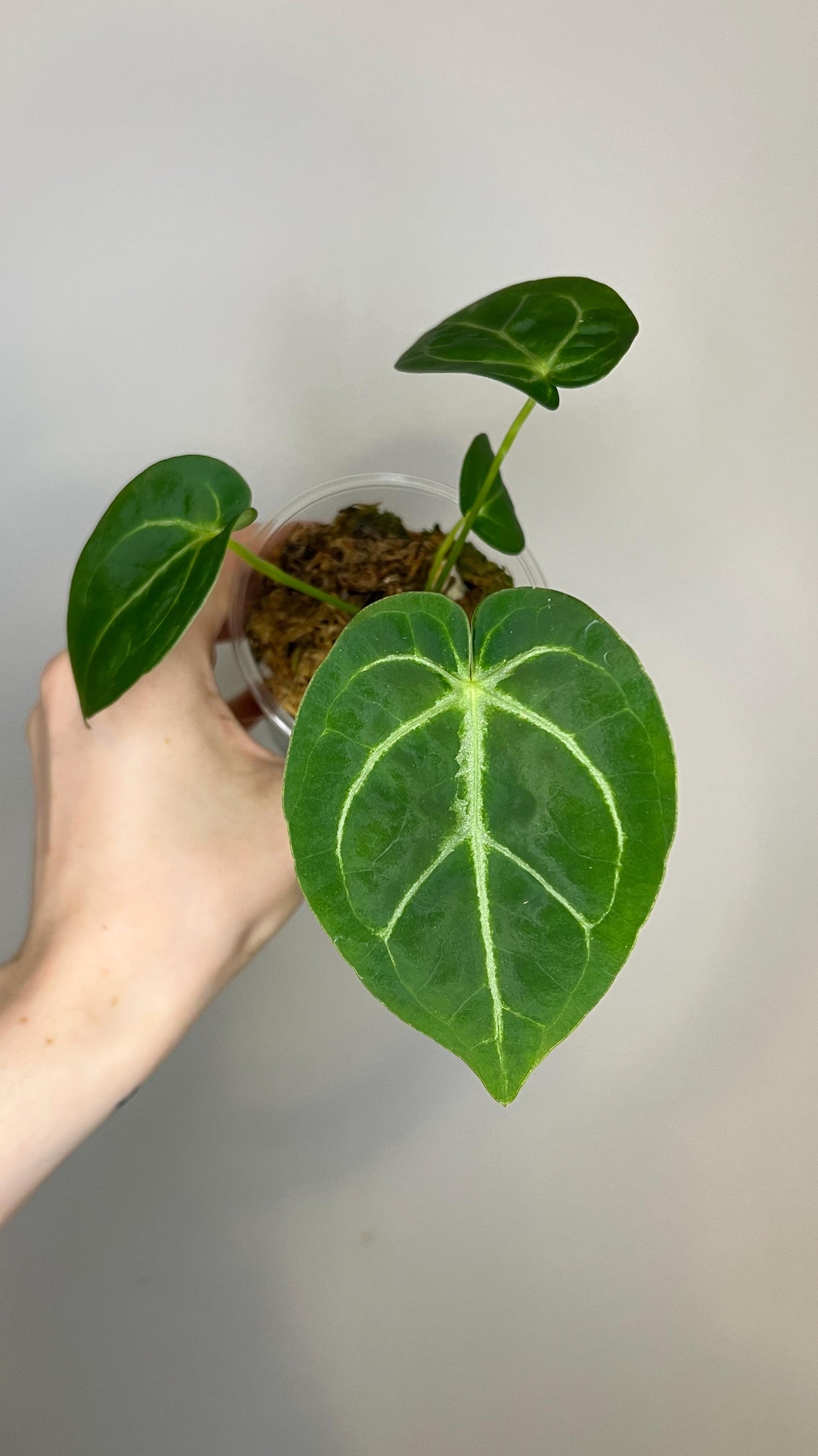 Anthurium Magnificum x Silver Blush Hybrid Indoor Plant