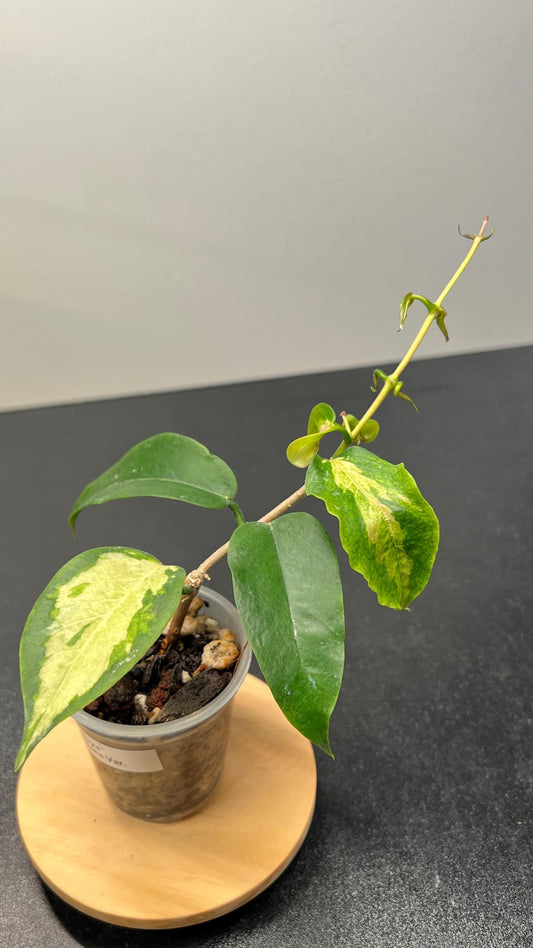 Hoya Kenejiana Variegated Indoor Plant