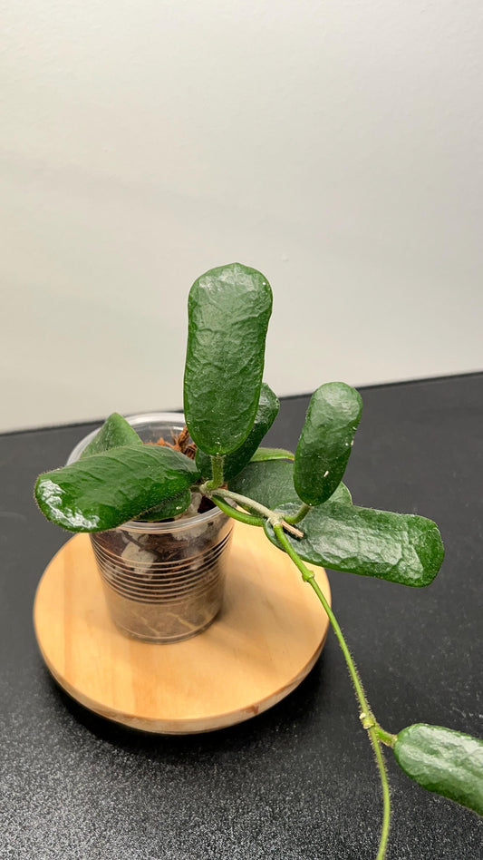 Hoya Rotundiflora Indoor Plant