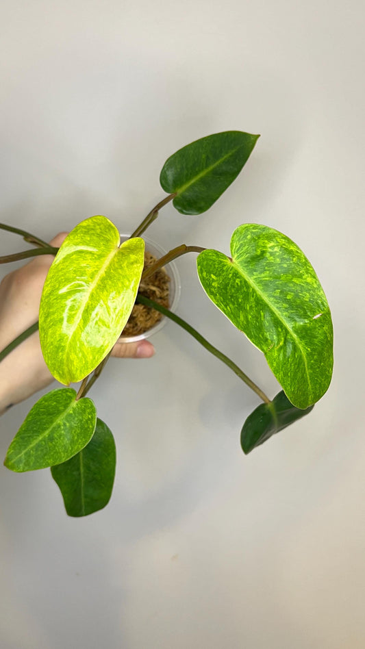 Philodendron Painted Lady Indoor Plant