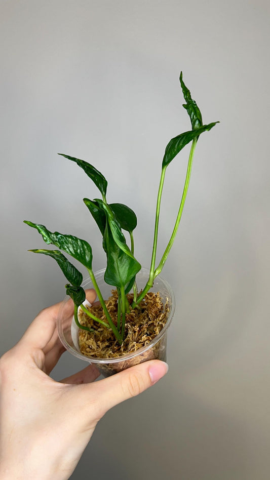 Shangri La Pothos Indoor Plant
