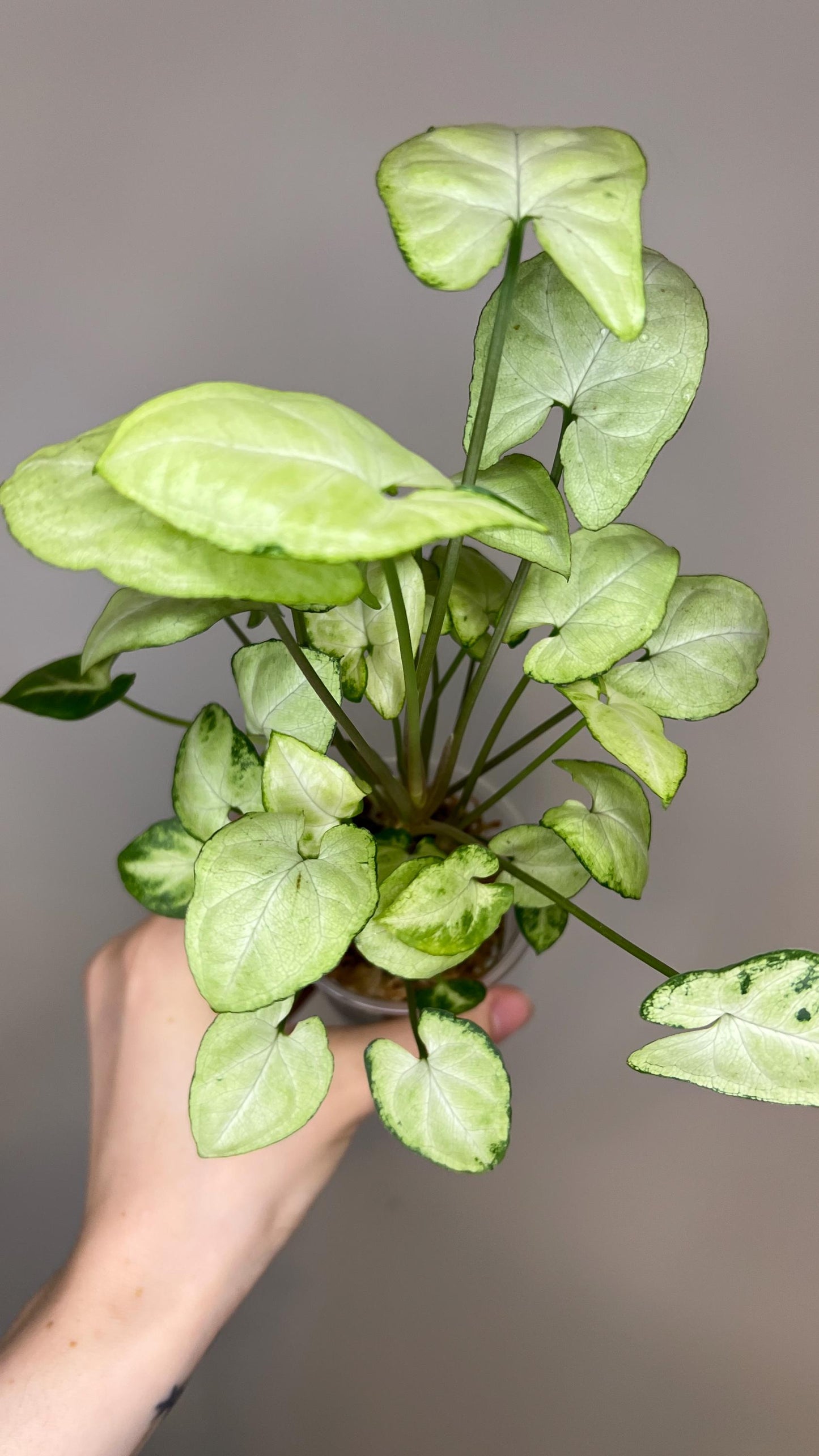 Syngonium Moonshine Indoor Plant