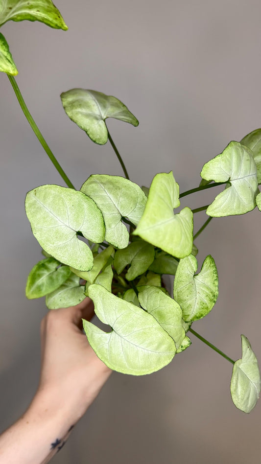 Syngonium Moonshine Indoor Plant
