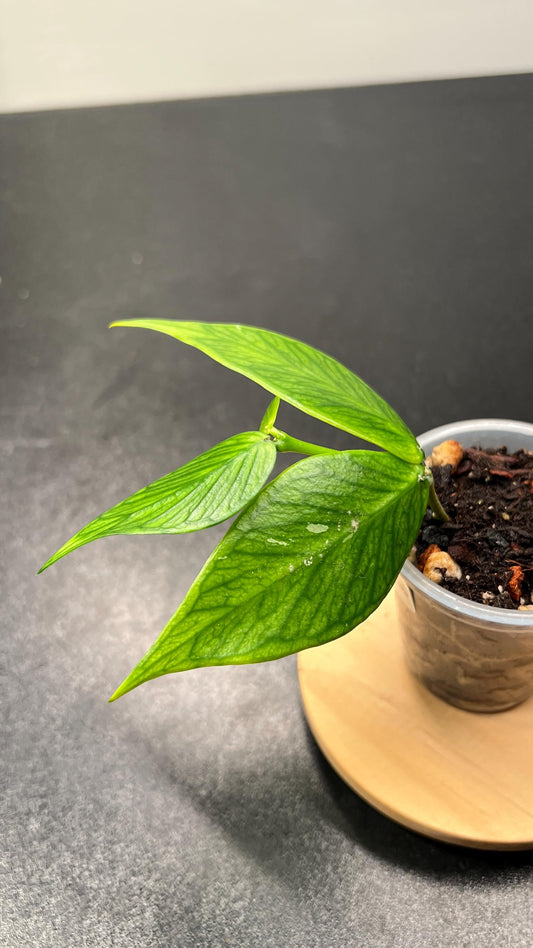 Hoya Polyneura Indoor Plant