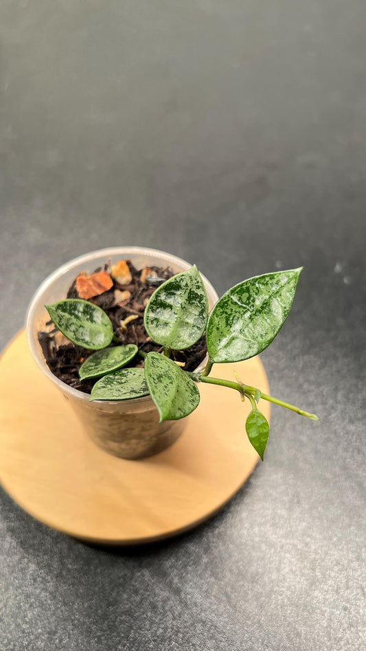 Hoya Lacunosa Grey Ash Splash Indoor Plant
