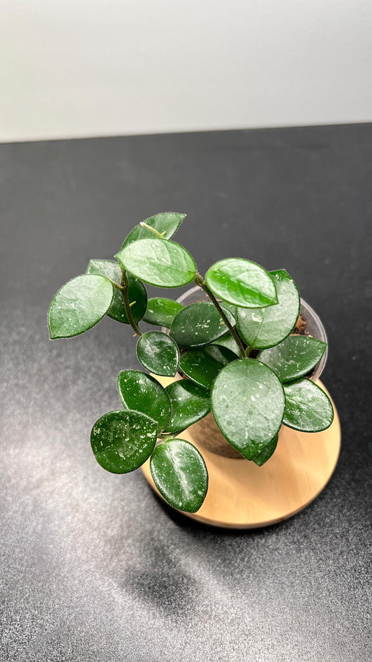 Hoya Mathilde Splash Indoor Plant