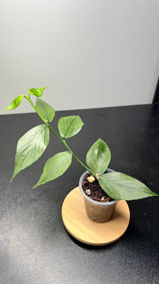 Hoya Polyneura Silver (Broget) Indoor Plant