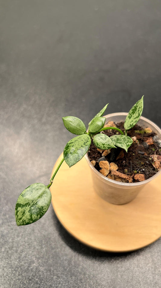 Hoya Lacunosa Snow Leopard Indoor Plant
