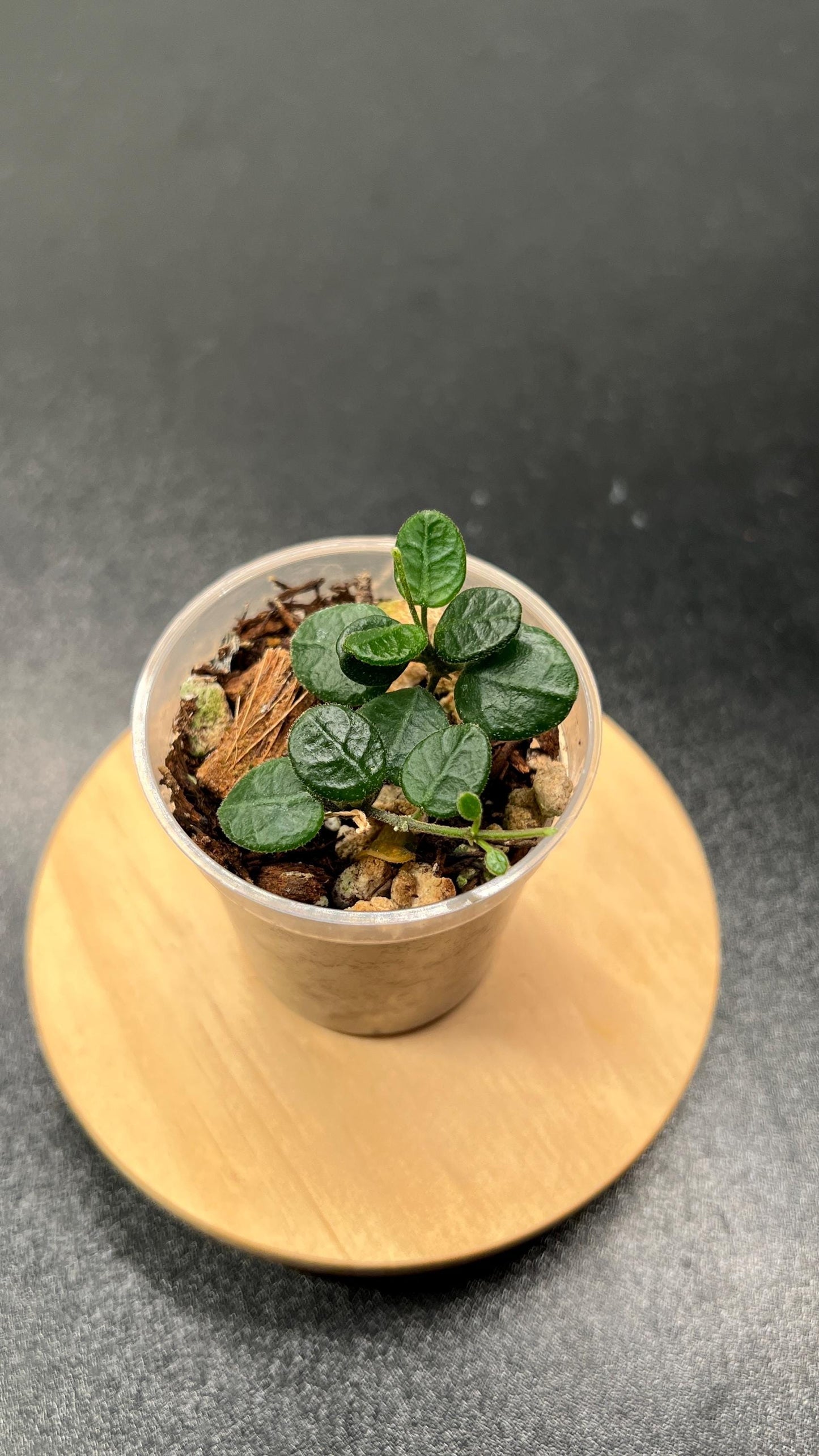 Hoya Tengchongensis Indoor Plant