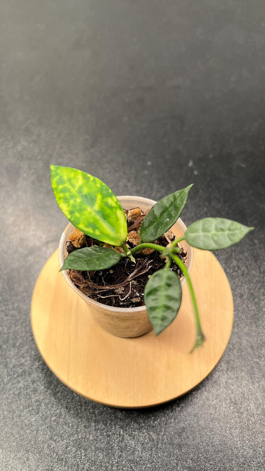 Hoya Lacunosa Amarillo Indoor Plant