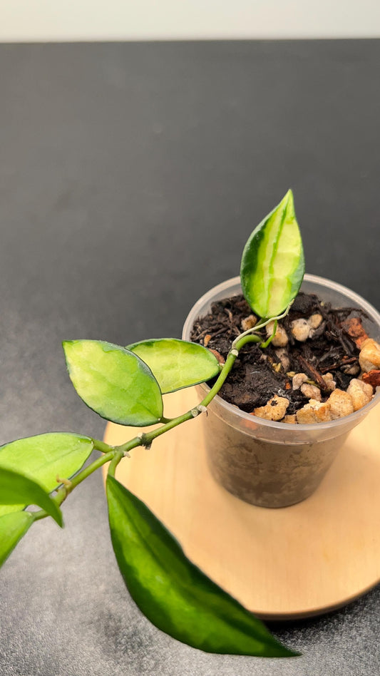 Hoya Lacunosa Red Leaf Inner Variegated Indoor Plant