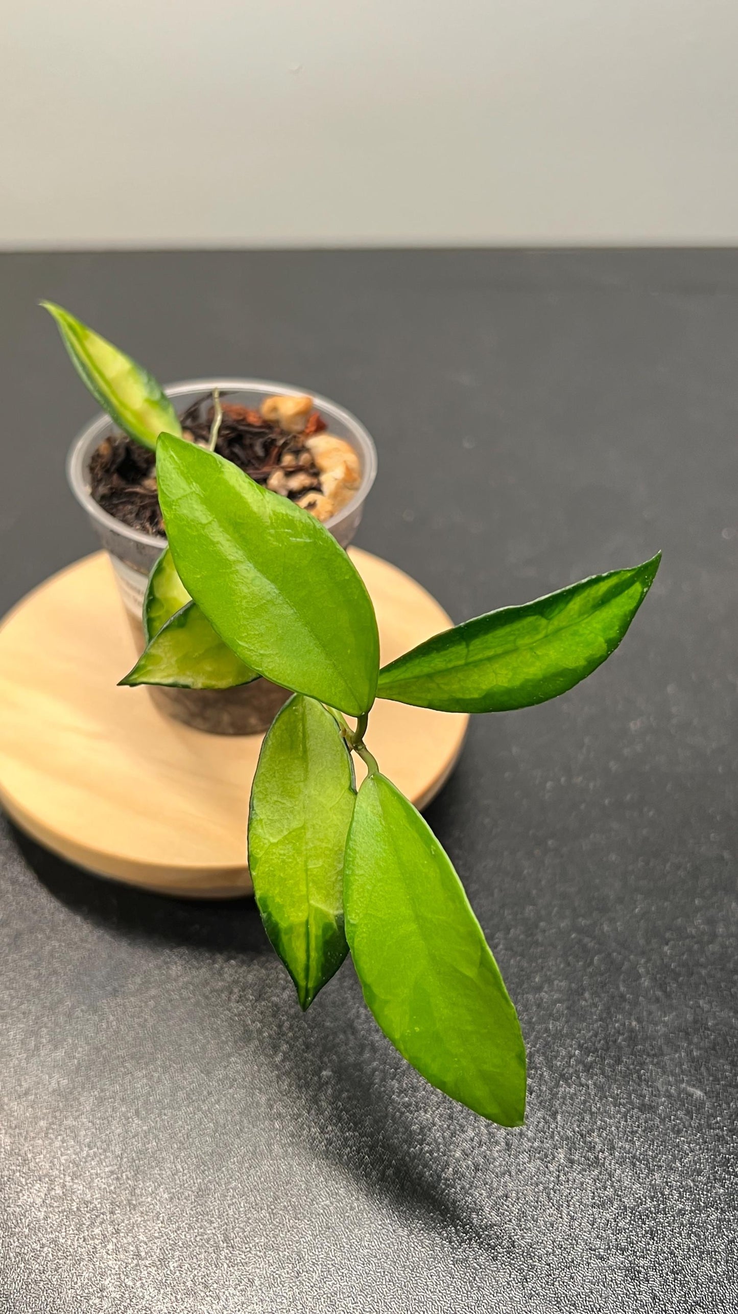 Hoya Lacunosa Red Leaf Inner Variegated Indoor Plant