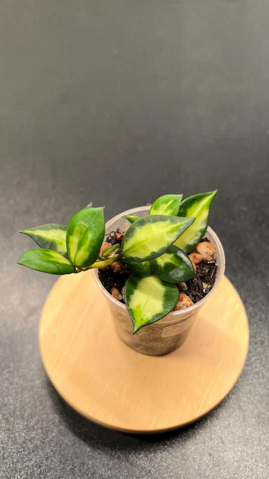 Hoya Lacunosa Queen Midori Indoor Plant