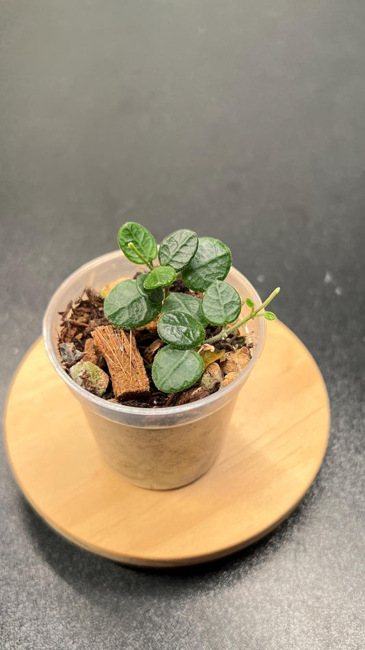 Hoya Tengchongensis Indoor Plant