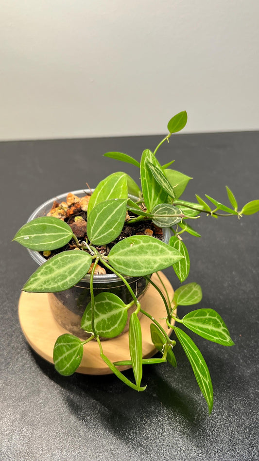 Dischidia Ovata (Watermelon Dischidia) Indoor Plant