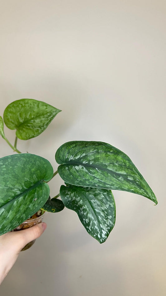 Scindapsus Silver Splash Indoor Trailing Plant