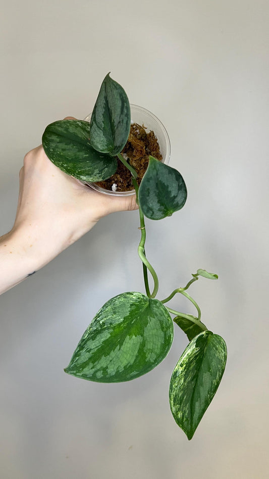 Scindapsus Silver Knight Mint Indoor Plant