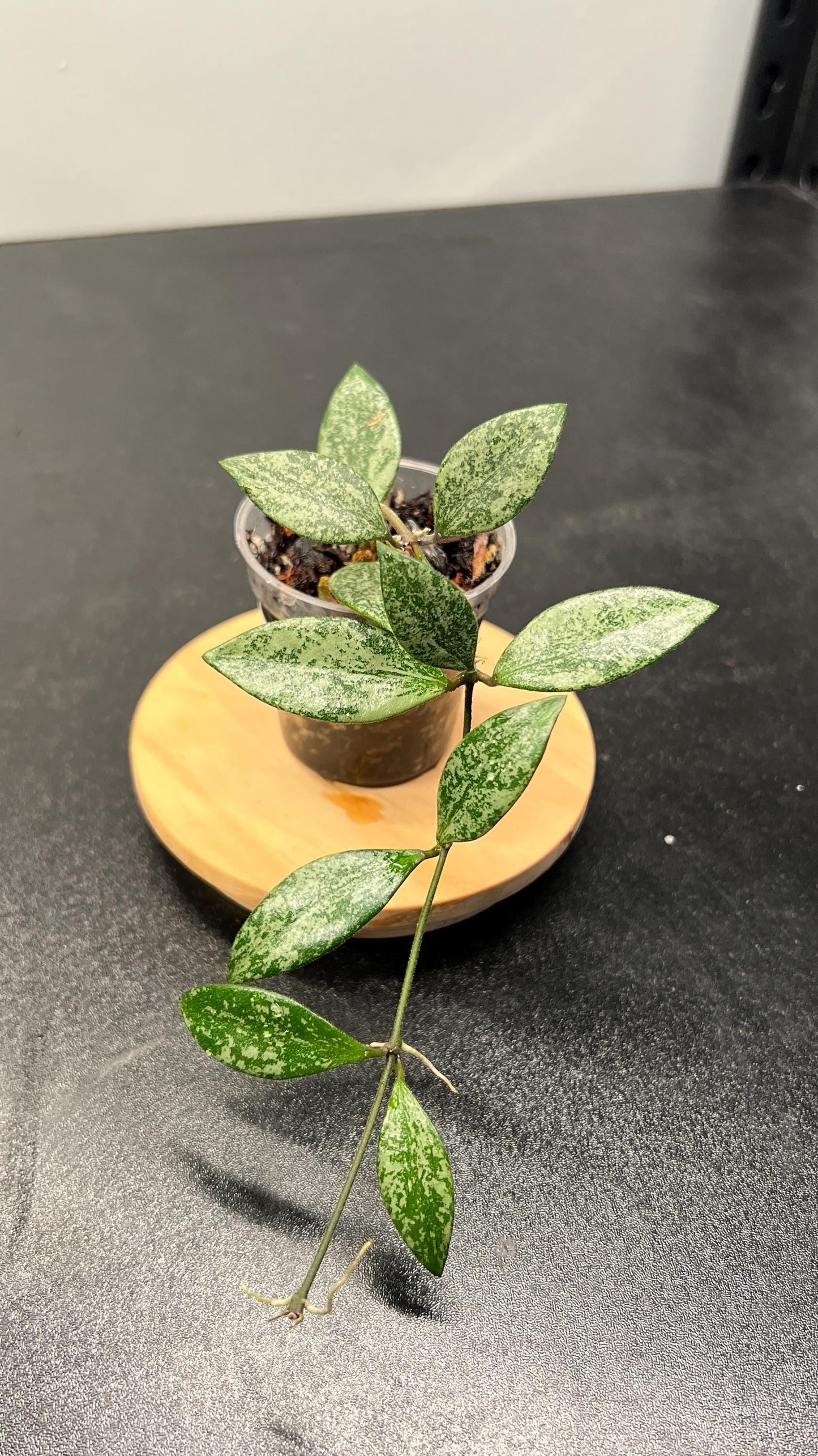 Hoya Lacunosa sp Cianjur Splash Indoor Plant