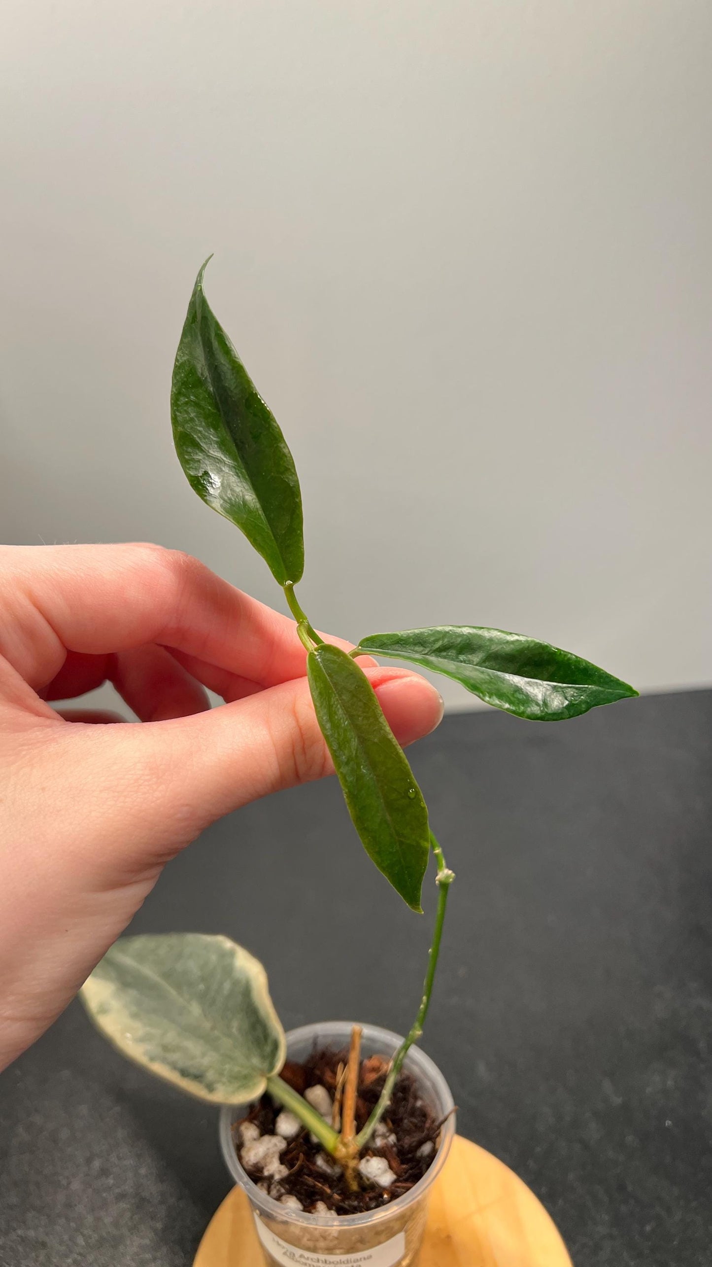 Hoya Archboldiana Albomarginata Indoor Plant