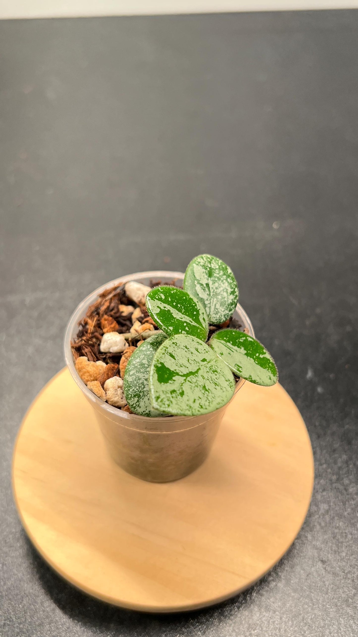 Hoya Mathilde Silver Indoor Plant