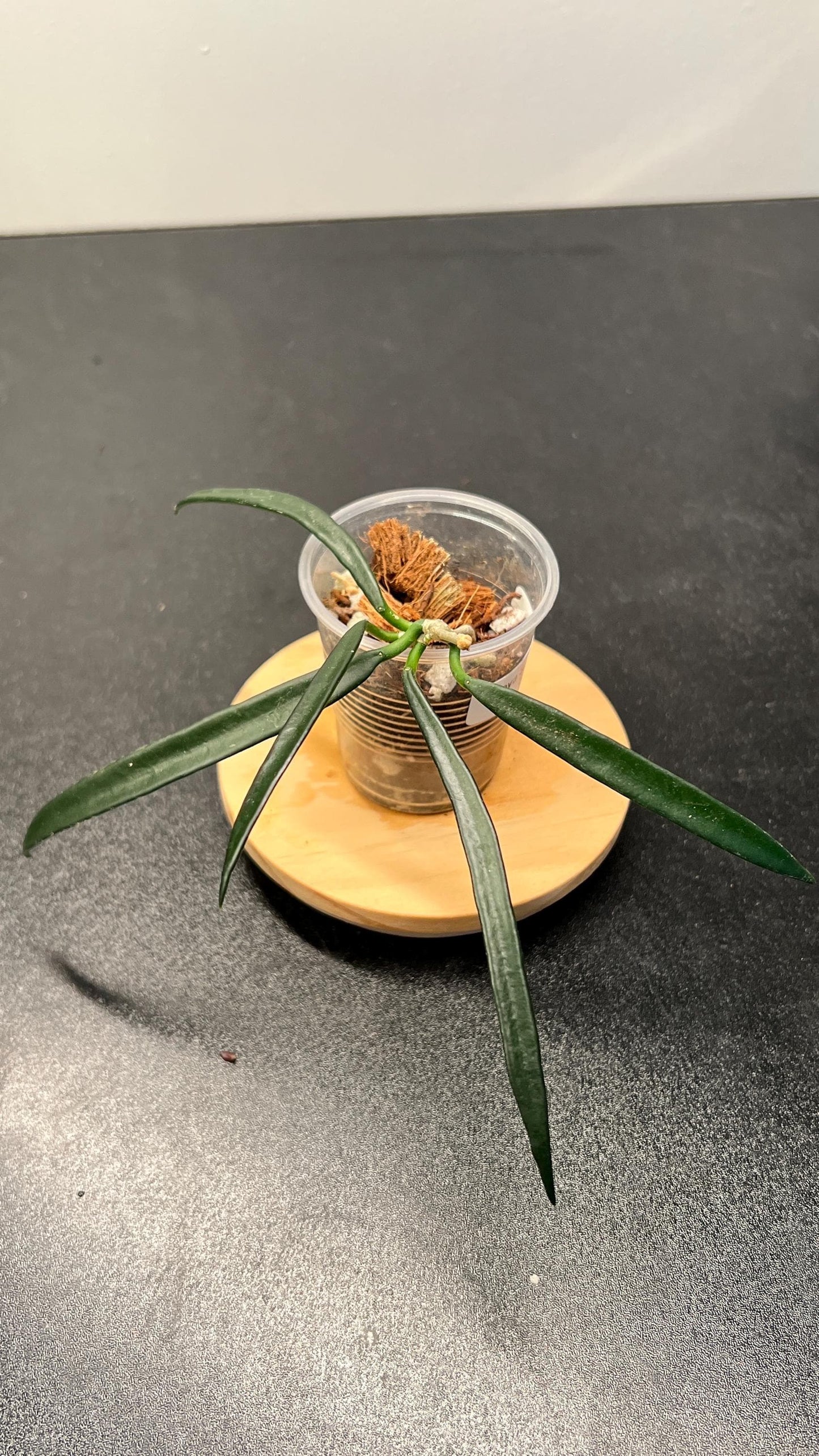 Hoya Shepherdii Indoor Plant