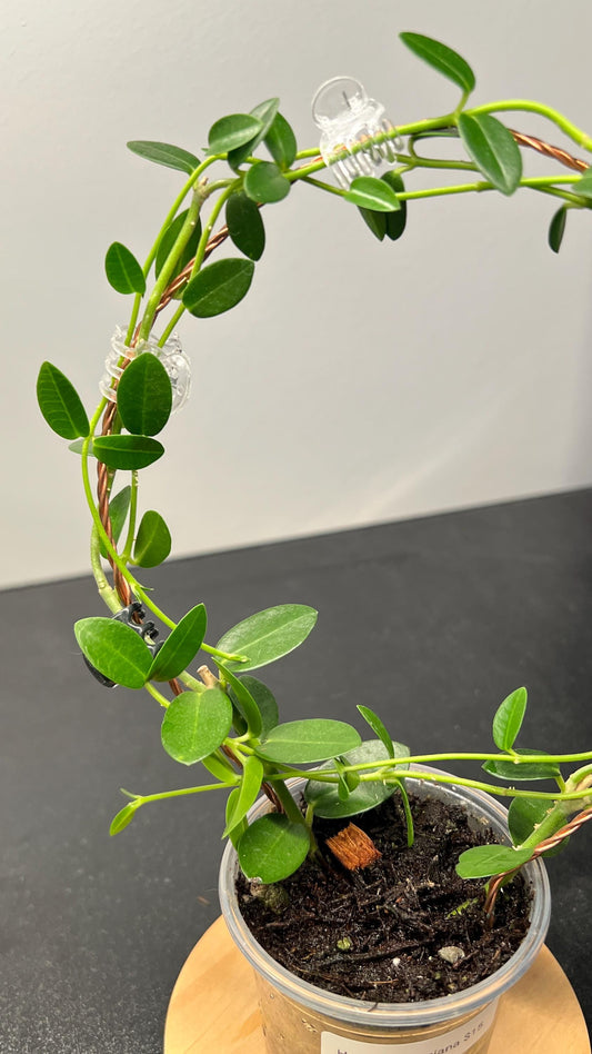 Hoya Cumingiana Indoor Plant