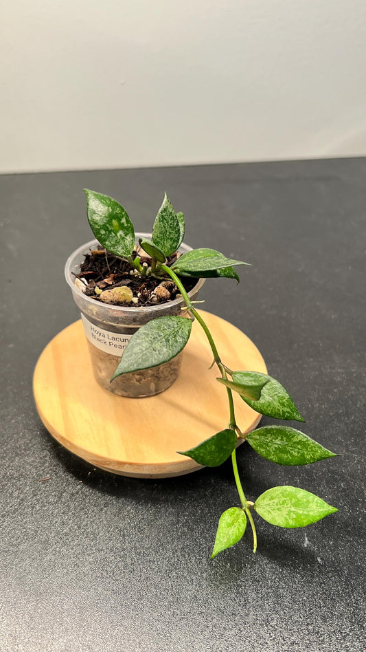 Hoya Lacunosa Black Pearl Indoor Plant