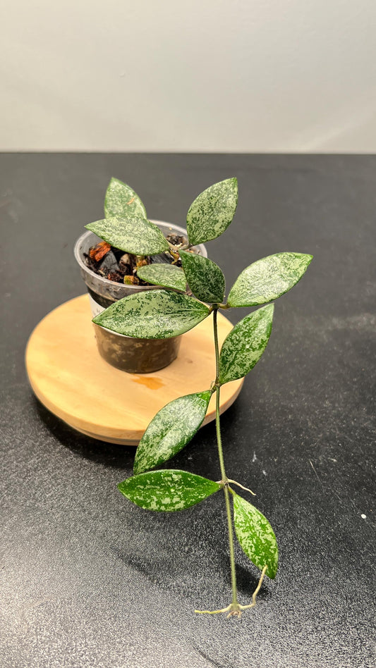 Hoya Lacunosa sp Cianjur Splash Indoor Plant