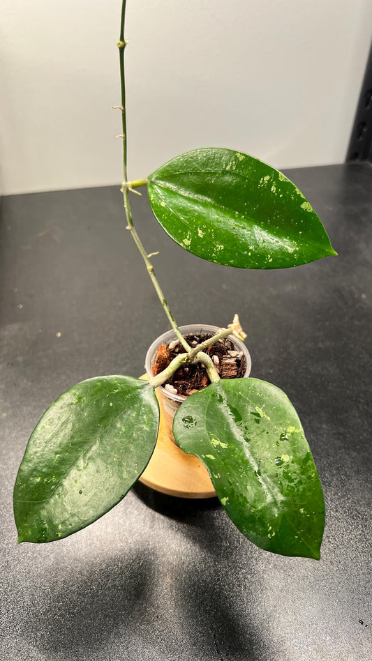 Hoya Pottsii Splash Indoor Plant
