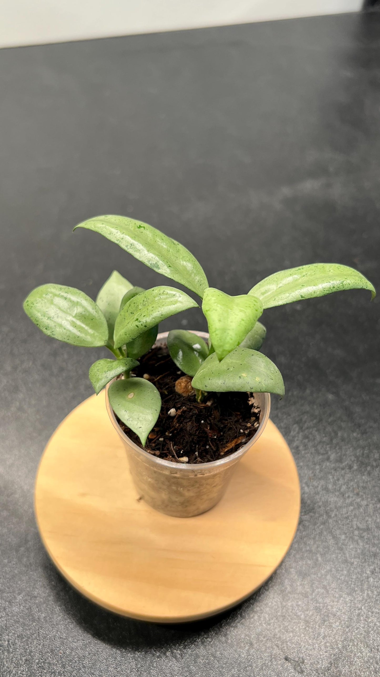 Hoya Lacunosa Moonshine Indoor Plant