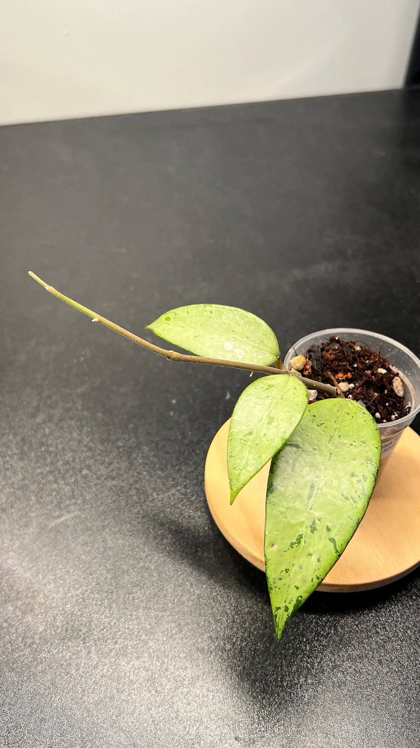 Hoya Snow Cui Silver Indoor Plant