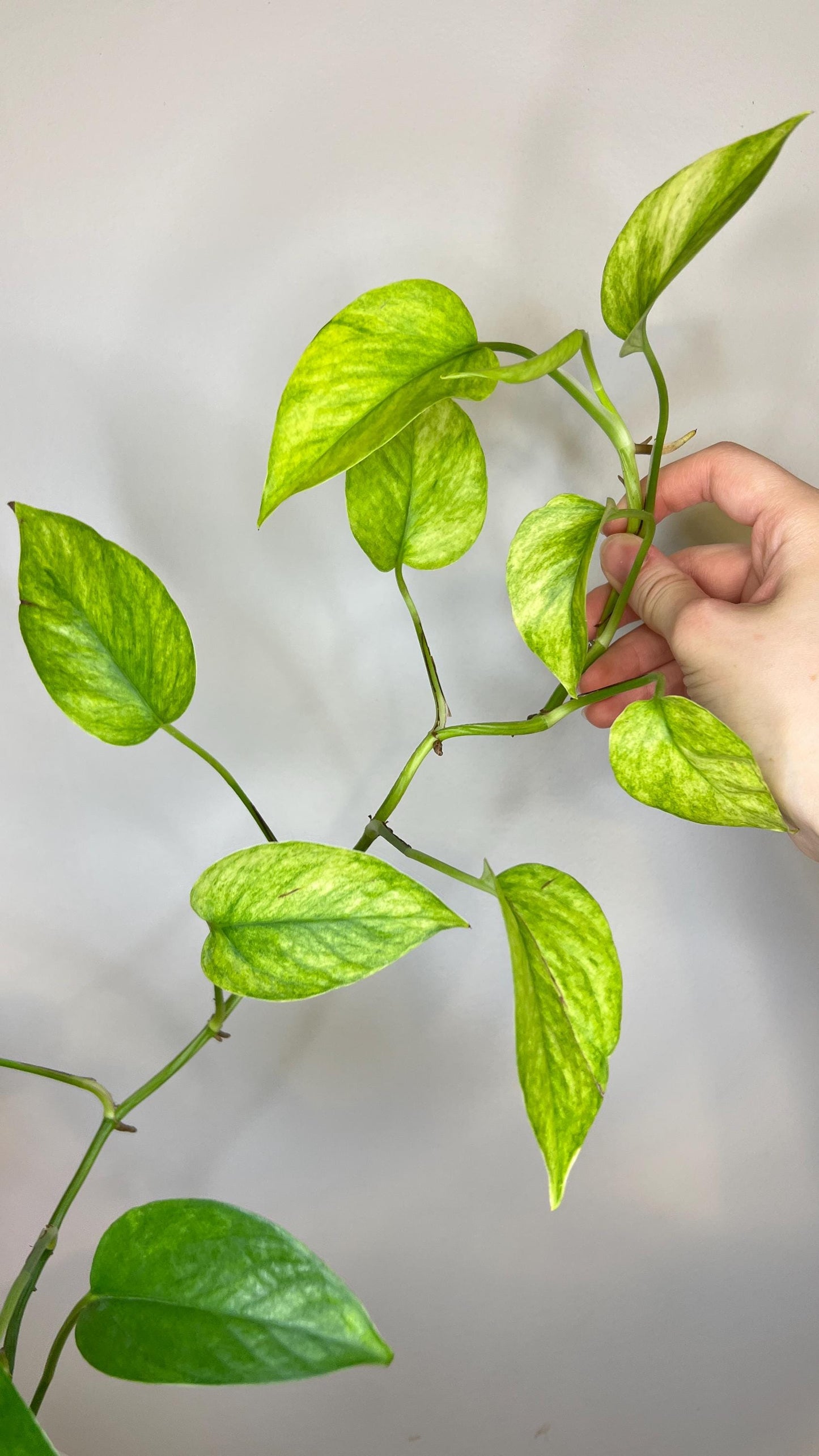 Teruno Hanahana Pothos Indoor Plant