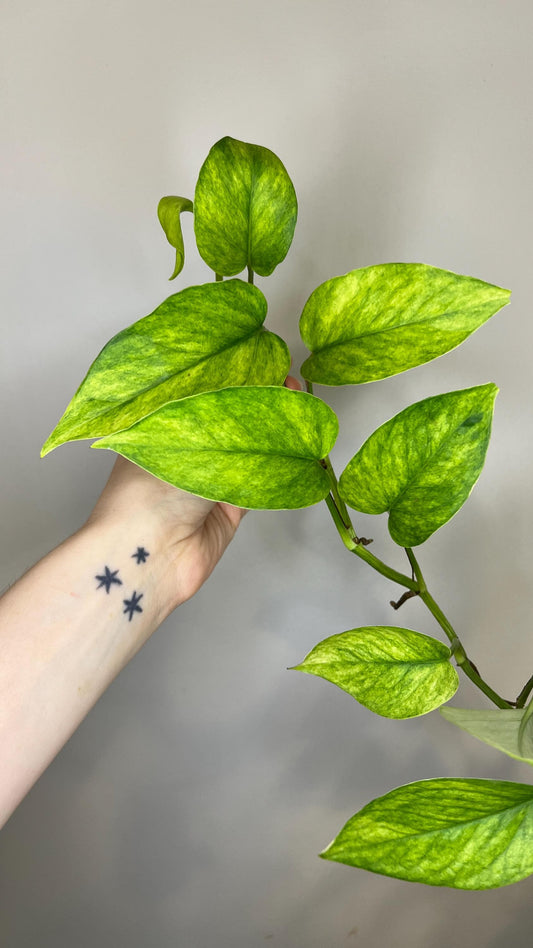 Teruno Hanahana Pothos Indoor Plant