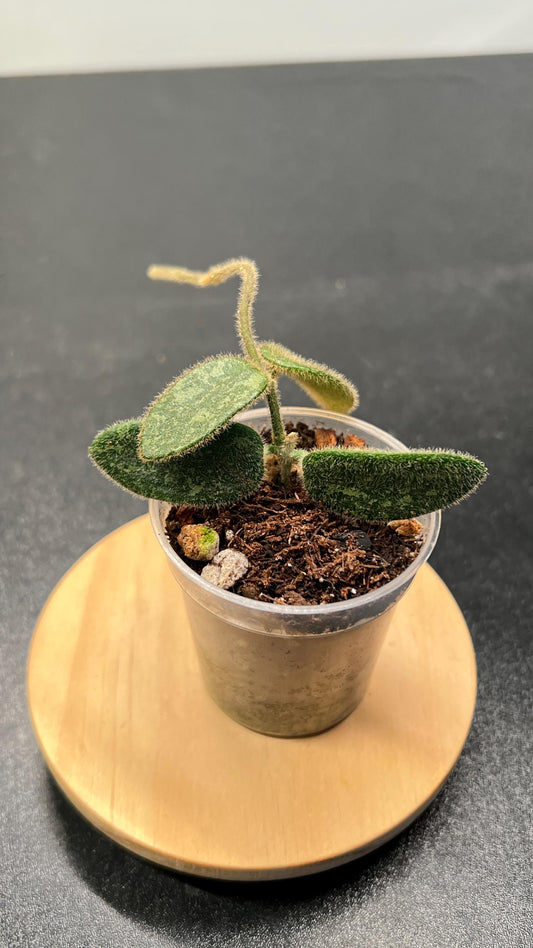 Hoya Thomsonii Splash Indoor Plant