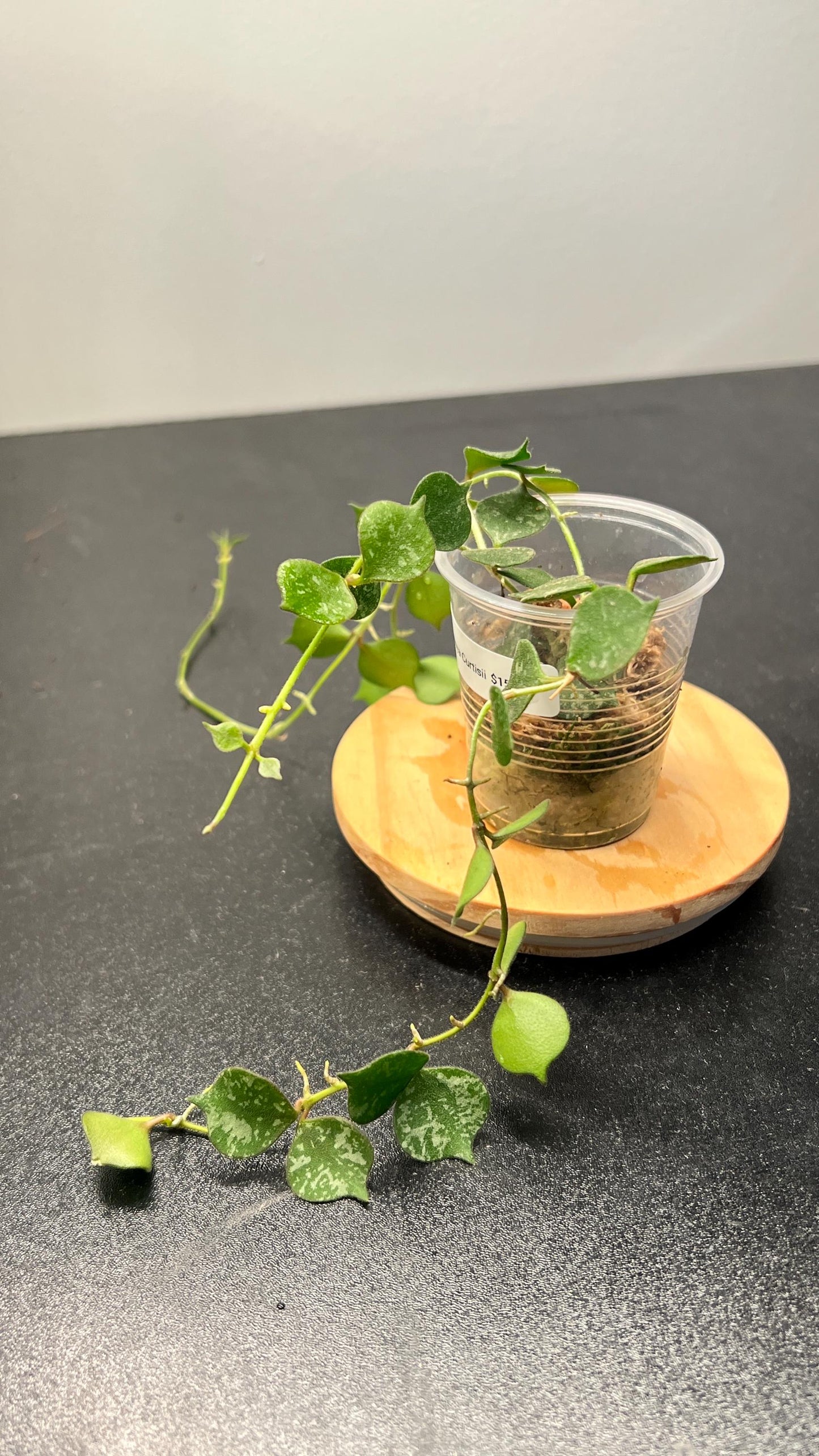 Hoya Curtisii Indoor Plant