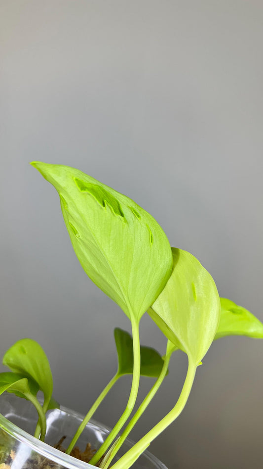 Teruno Champs-Elysées Indoor Plant