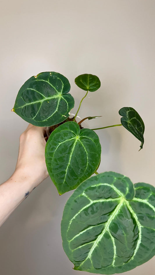 Anthurium Magnificum x Silver Blush Hybrid Indoor Plant