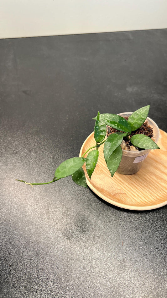 Hoya Lacunosa Ruffle Leaf SR 2010-055 Indoor Plant