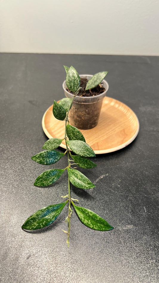 Hoya Lacunosa sp Cianjur Splash Indoor Plant