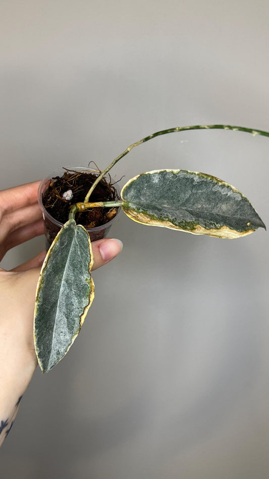 Hoya Archboldiana Albomarginata Indoor Plant
