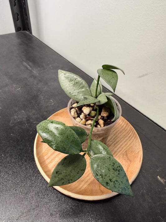 Hoya Lacunosa Silver Silvana Indoor Plant