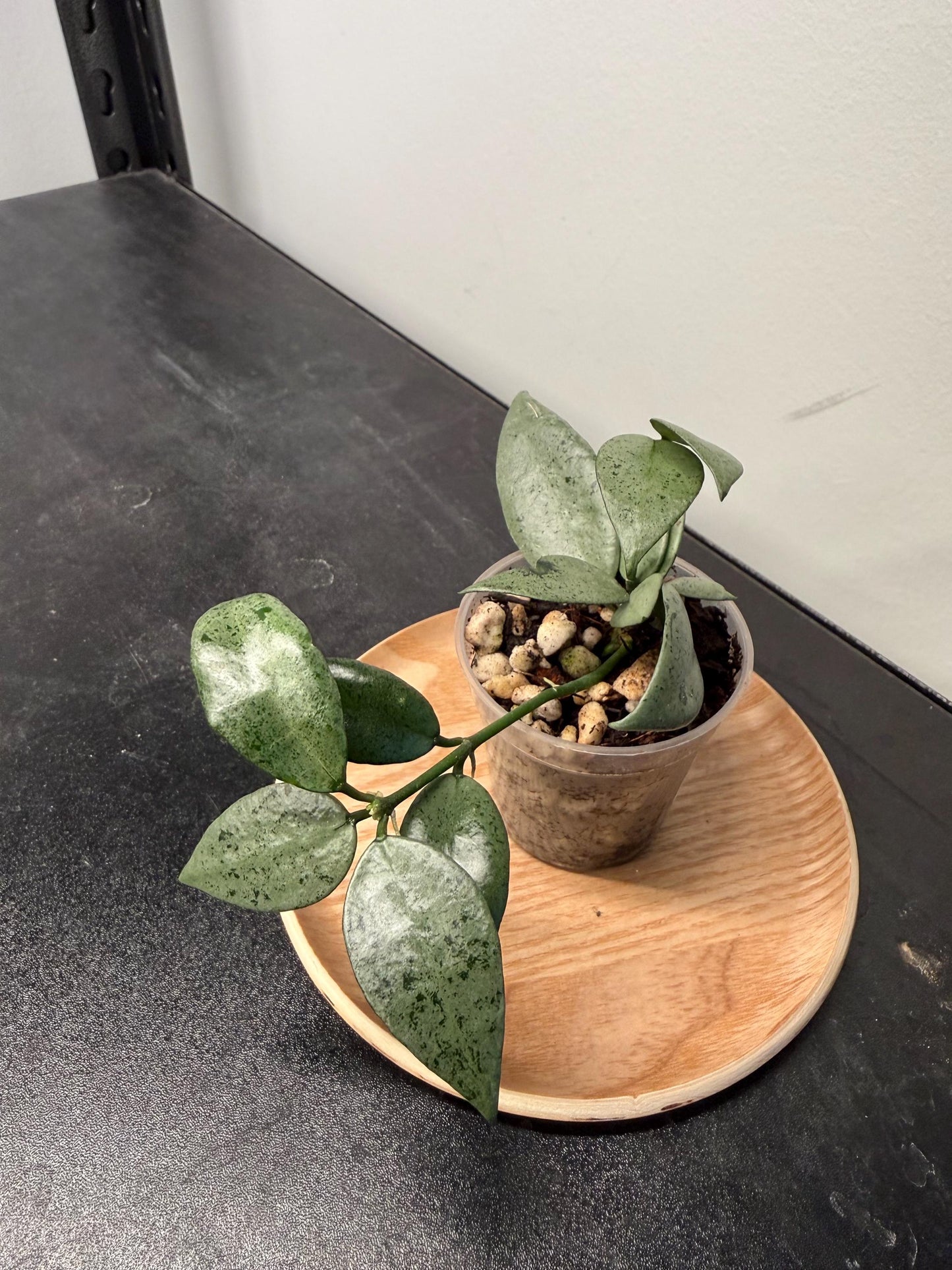 Hoya Lacunosa Silver Silvana Indoor Plant