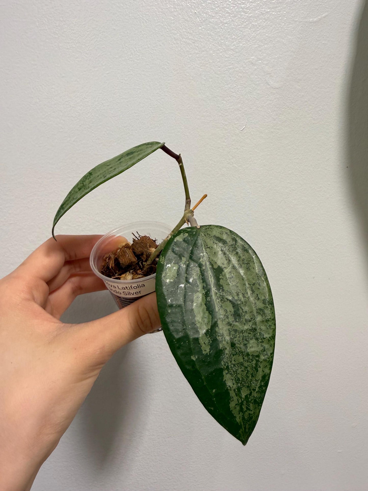 Hoya Latifolia Indo Silver Indoor Plant