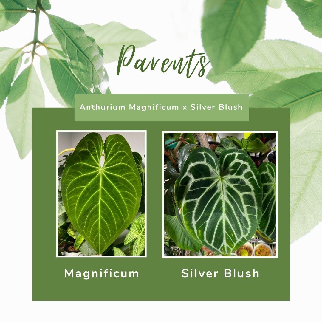 Anthurium Magnificum x Silver Blush Hybrid Indoor Plant