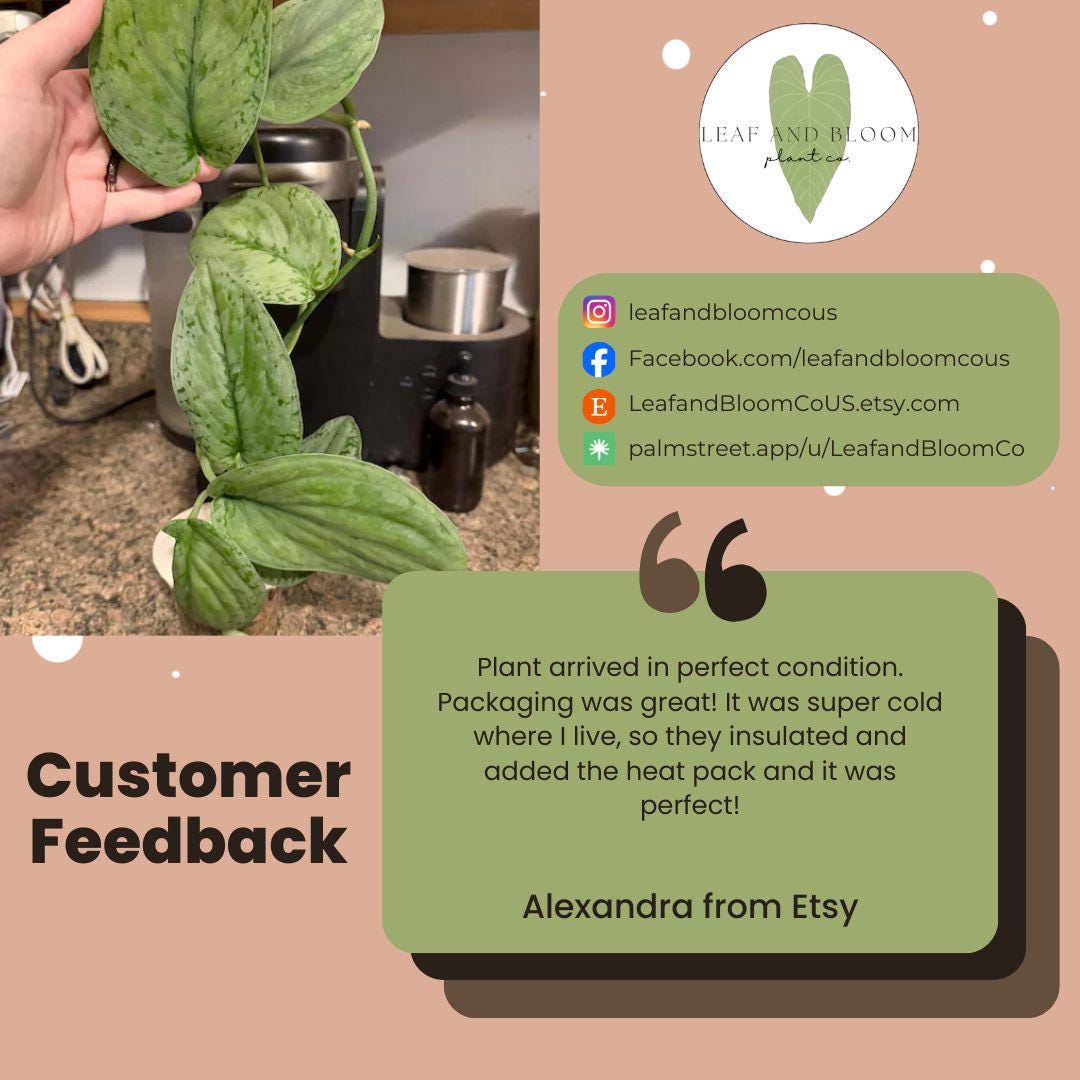 Scindapsus Silver Knight Mint Indoor Plant