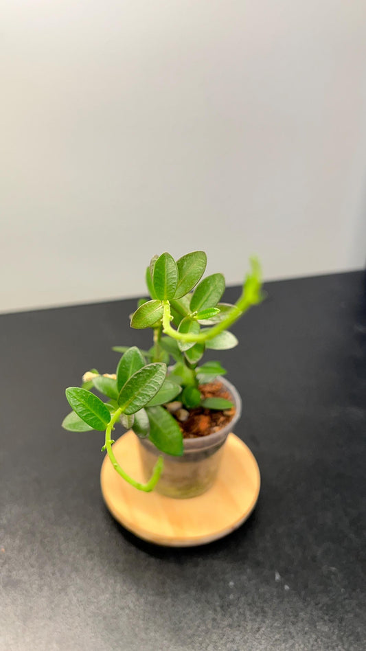 Hoya Cumingiana Indoor Plant