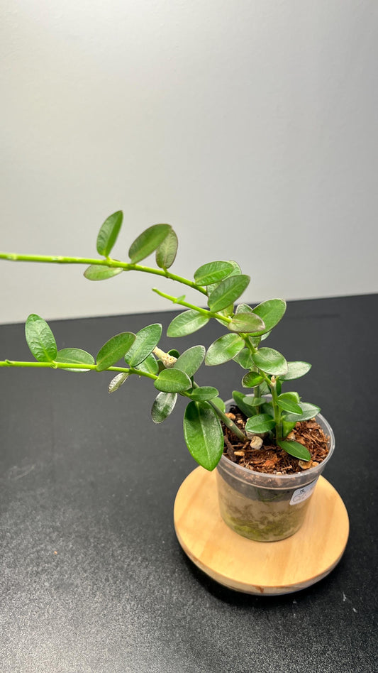 Hoya Cumingiana Indoor Plant