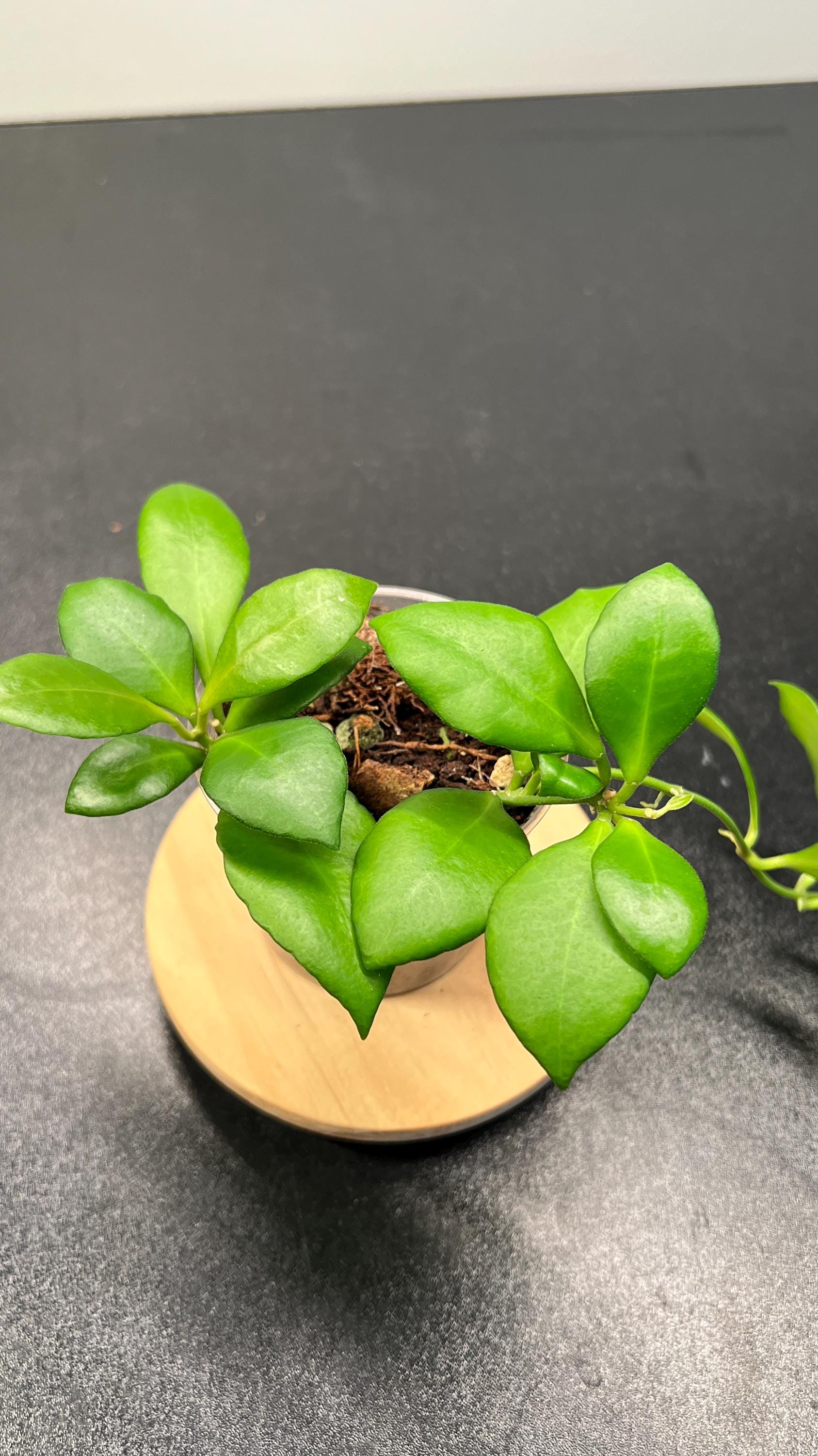 Hoya Heuschkeliana Pink Indoor Plant